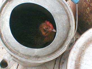 chickenwaterer8-03.jpg