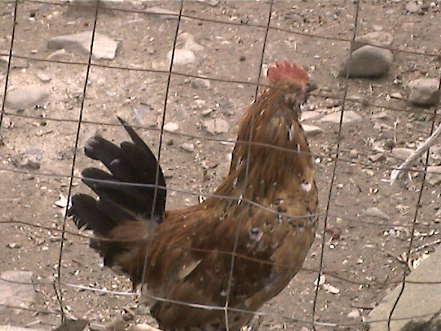 Americana Rooster Picture