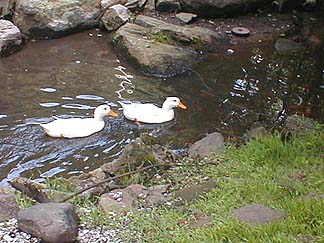 ducks8-13-03.jpg